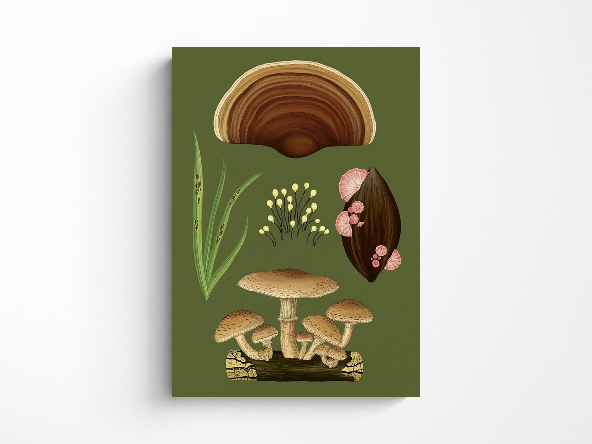 Fungarium Postcard Box Set